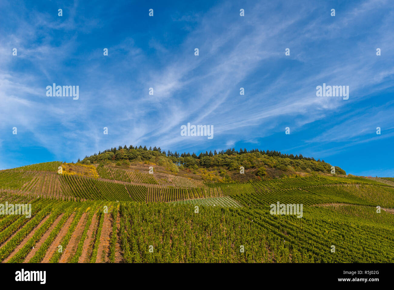 Paesaggio con vigneti lungo il fiume Mosella e valle vicino al villaggio di Schweich, Renania-Palatinato, Germania, Europa Foto Stock