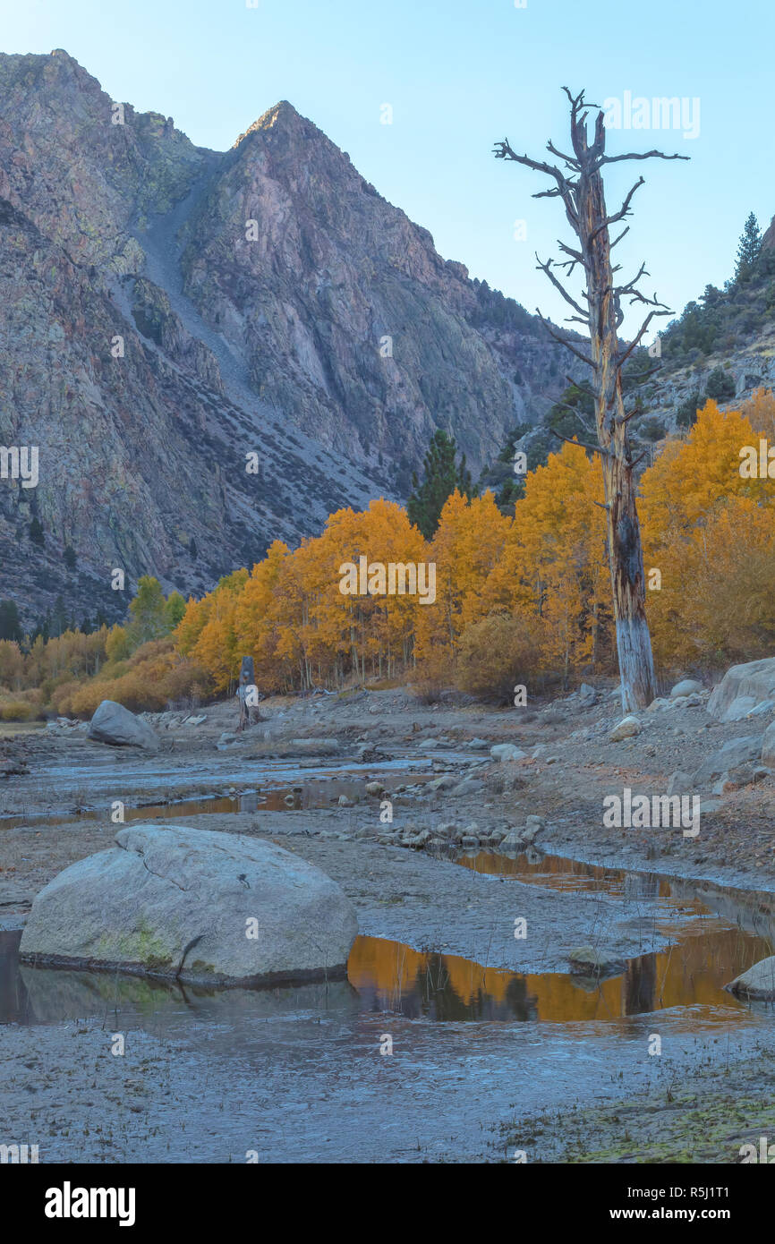 Aspens di montagna nel loro picco di caduta delle foglie, con secchi Rush Creek in primo piano, Giugno Lago di Loop, Ca, STATI UNITI D'AMERICA Foto Stock