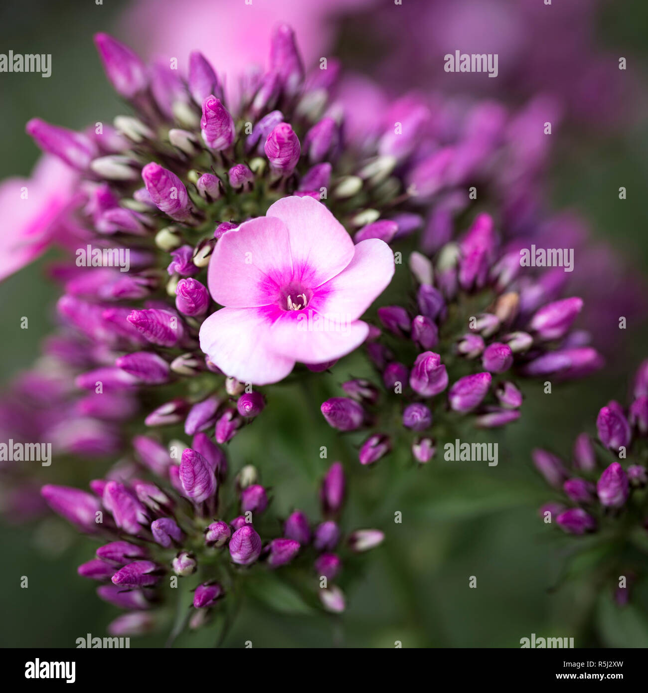 Phlox in fiore,close-up Foto Stock