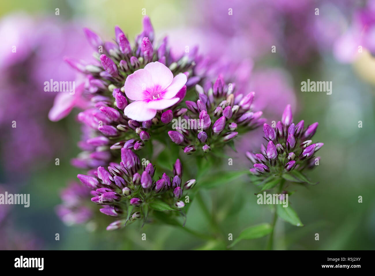 Phlox in fiore,close-up Foto Stock