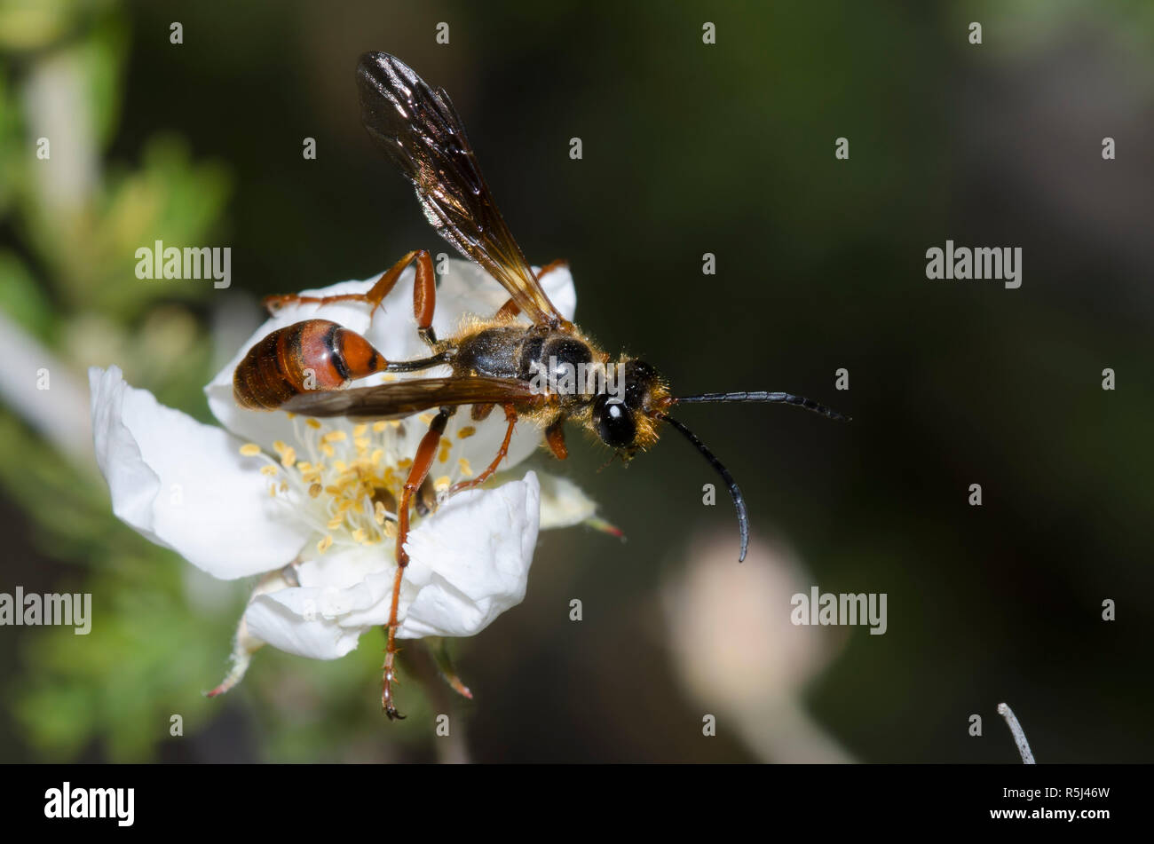 Erba-portante Wasp, Isodontia elegans, il pennacchio di Apache, Fallugia paradoxa Foto Stock