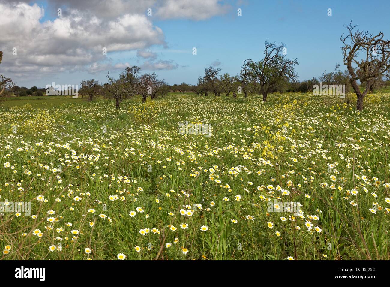 Prato con corona di fiori di ragno Foto Stock