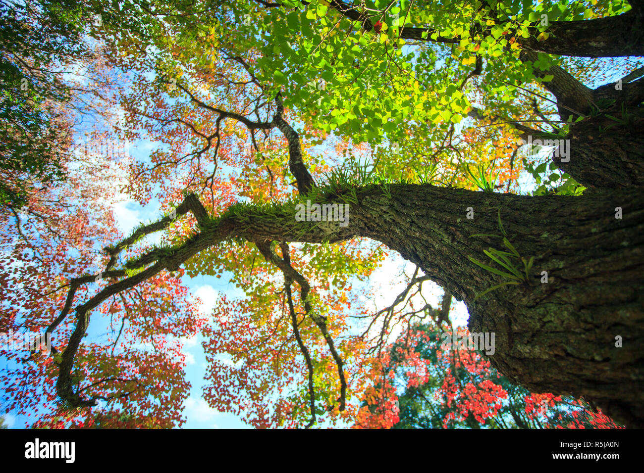 Stagione Autunnale con belle color acero al Parco di Nara, Giappone Foto Stock