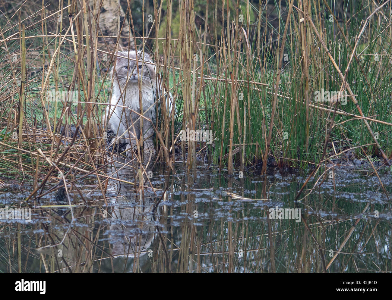 Un gatto grigio guardando attraverso ance a bordo di un laghetto. Foto Stock