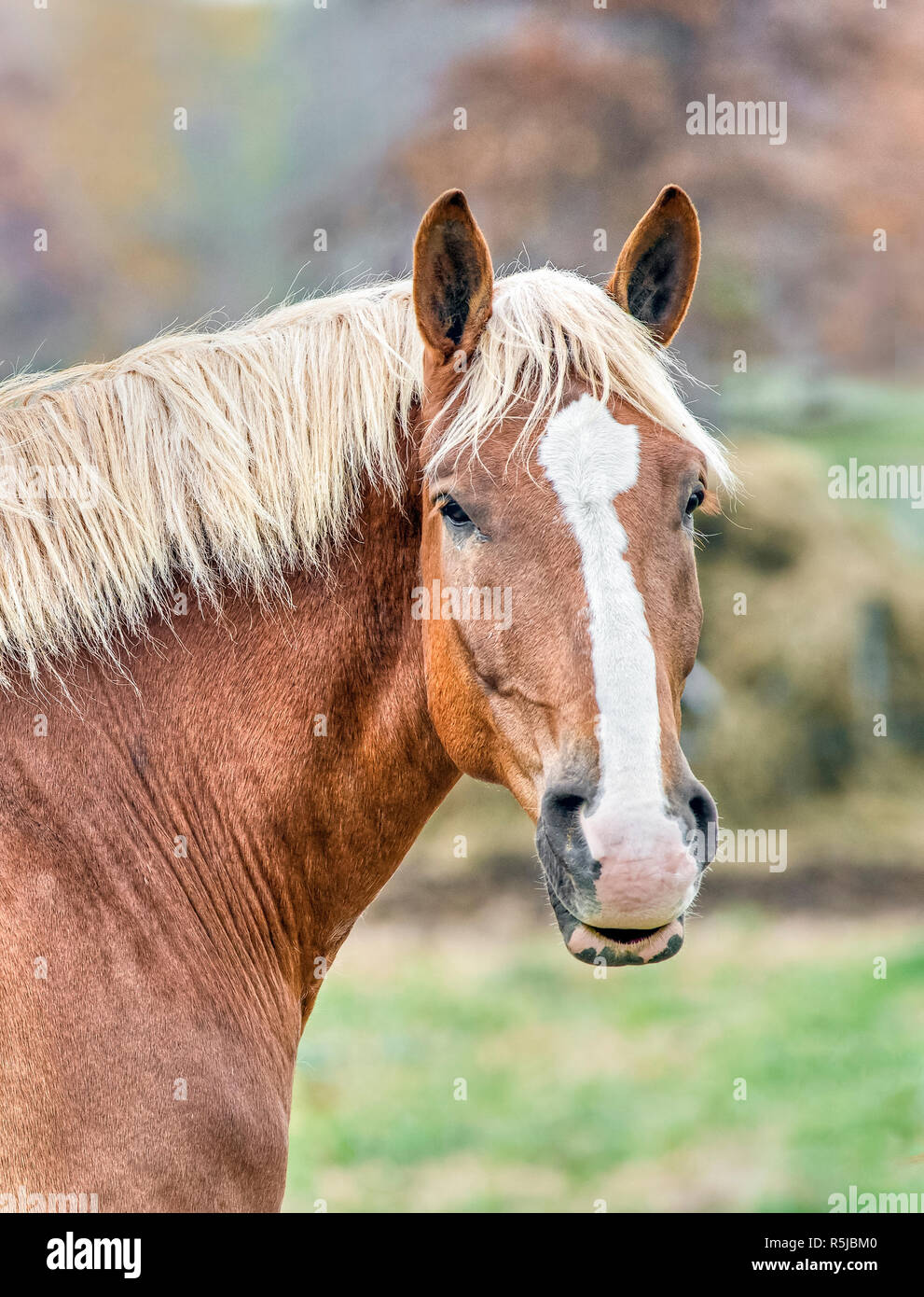 Un grande castagna rosso a cavallo con la criniera bionda guarda a modo tuo. Foto Stock