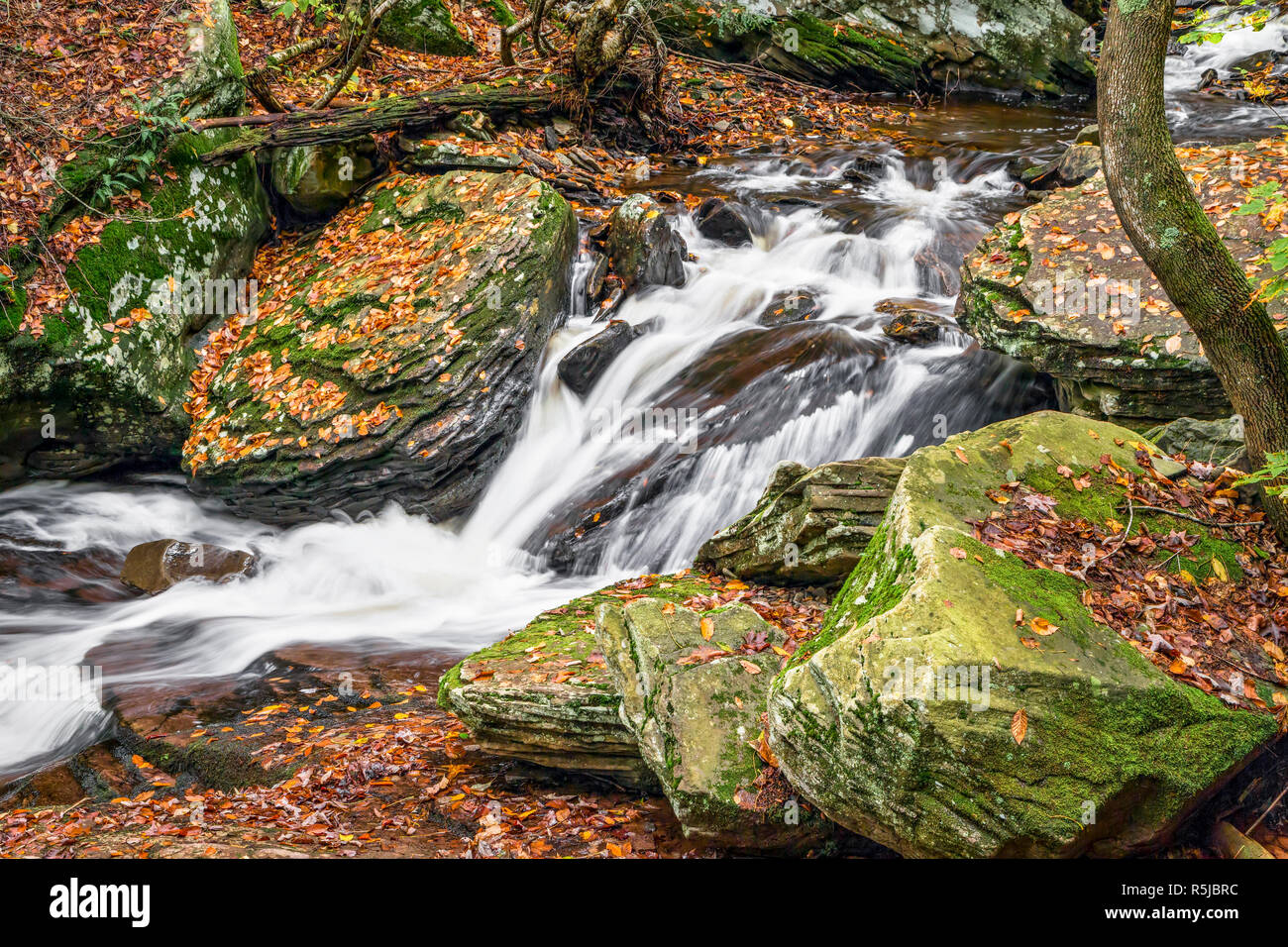 Whitewater schizza verso il basso di un roccioso paesaggio autunnale presso Glen Leigh in Pennsylvania's Ricketts Glen State Park. Foto Stock