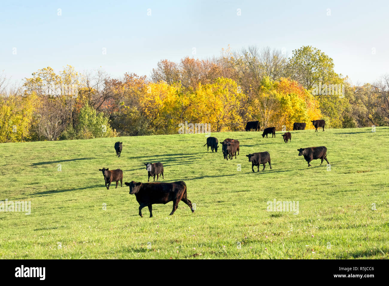 Bestiame nero a piedi un verde pascolo con caduta delle foglie dietro nelle zone rurali di Illinois. Foto Stock