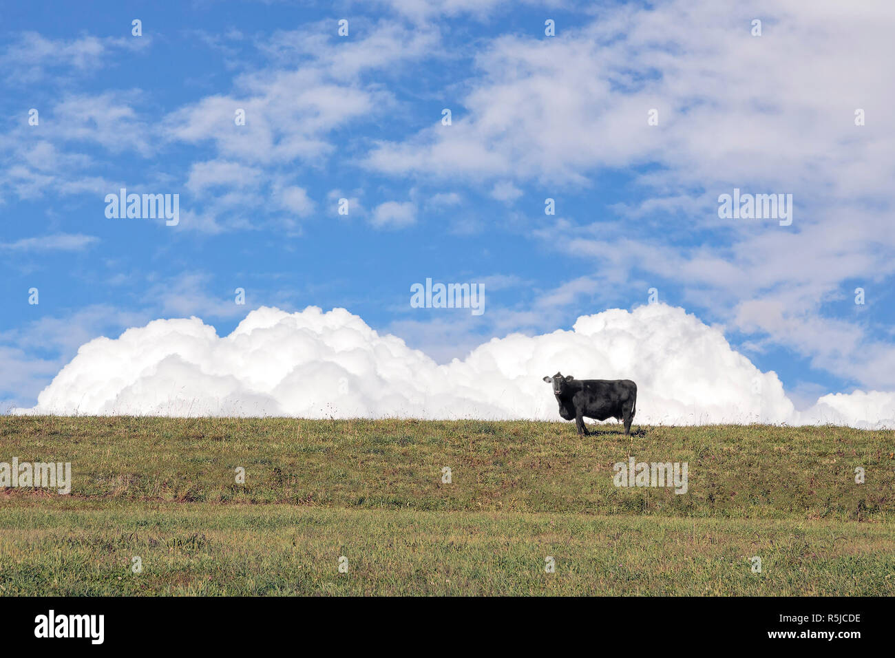 Una mucca nera sorge su una collina sostenuta da puffy nuvole bianche in un profondo cielo blu. Foto Stock