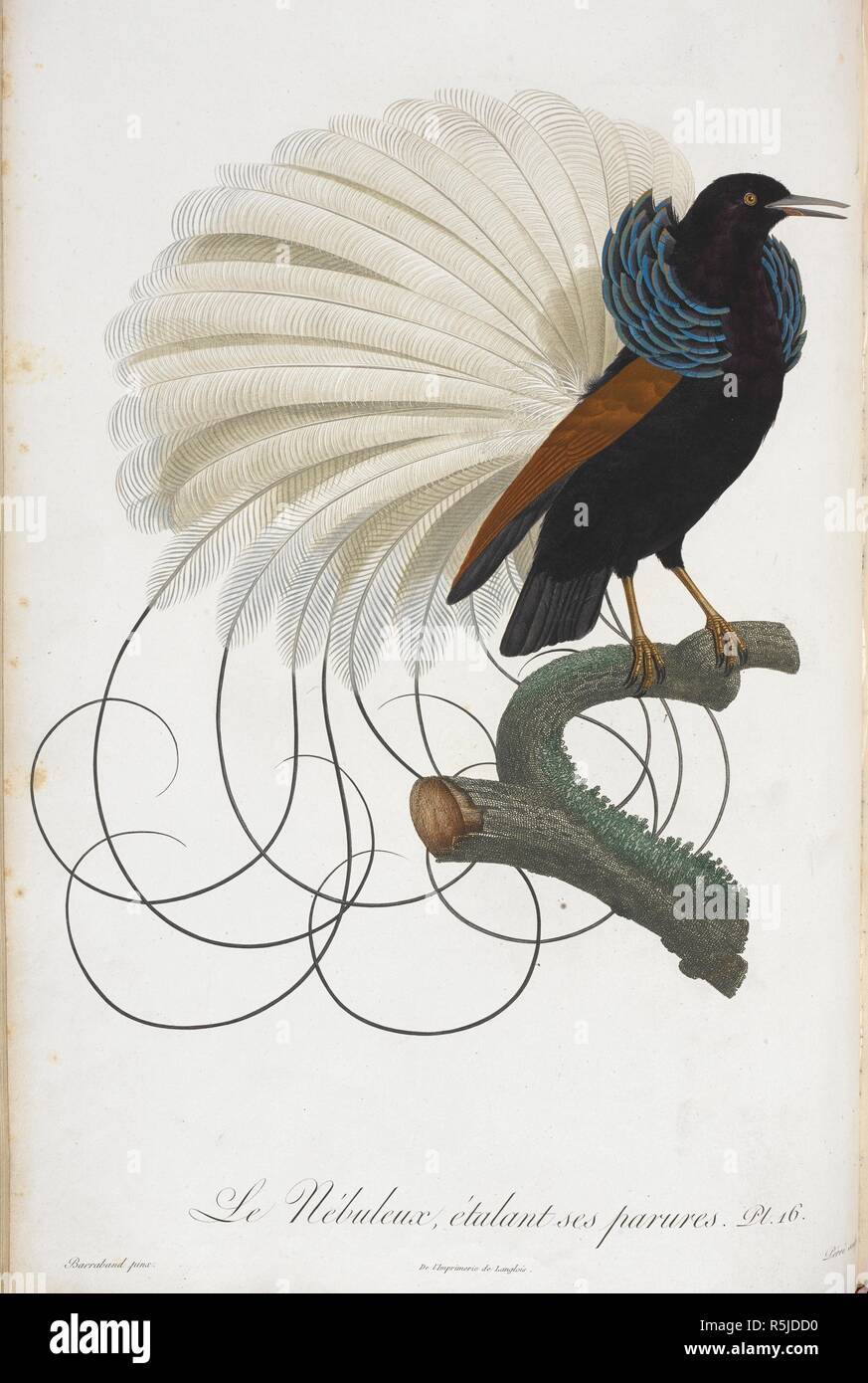 Le NÃ©buleux, Ã©talant ses parures. No.16. Histoire Naturelle des oiseaux de Paradis et des Rolliers, suivie de celle des tucani et des Barbus. Parigi, 1806. Fonte: 39.i.7-8 la piastra 16. Autore: Le Vaillant, FranÃ§OIS. BARRABAND, JACQUES. Foto Stock