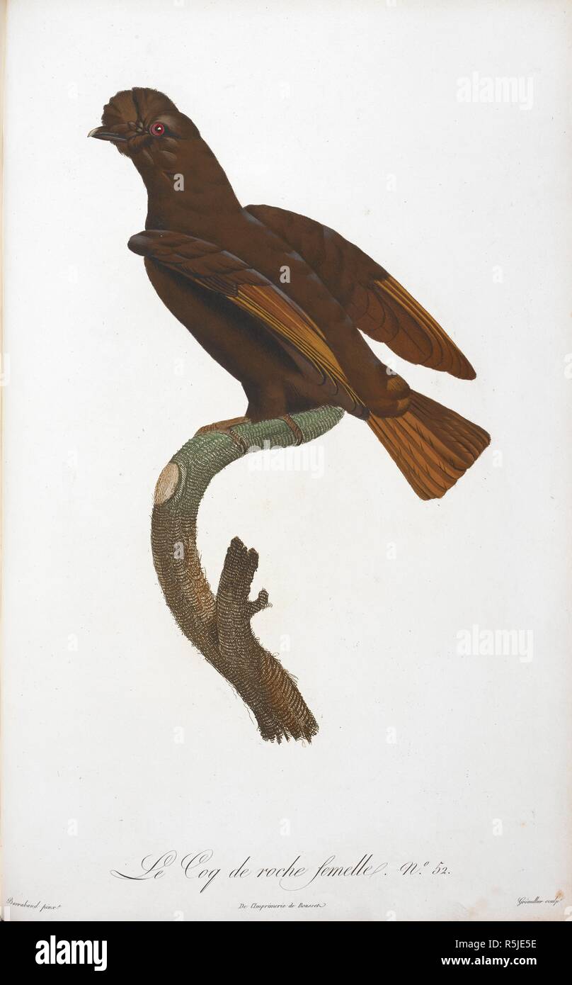 Le coq de reche femelle. No.52 . Histoire Naturelle des oiseaux de Paradis et des Rolliers, suivie de celle des tucani et des Barbus. Parigi, 1806. Fonte: 39.i.7-8 piastra 52. Autore: Le Vaillant, FranÃ§OIS. BARRABAND, JACQUES. Foto Stock