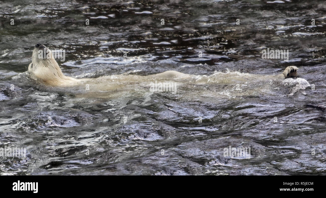 Orso bianco in acqua nuotare dorso. Orso polare relax Foto Stock