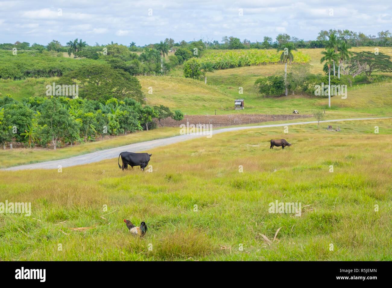 Piccola fattoria o finca fotografato nelle zone rurali a Cuba. Foto Stock