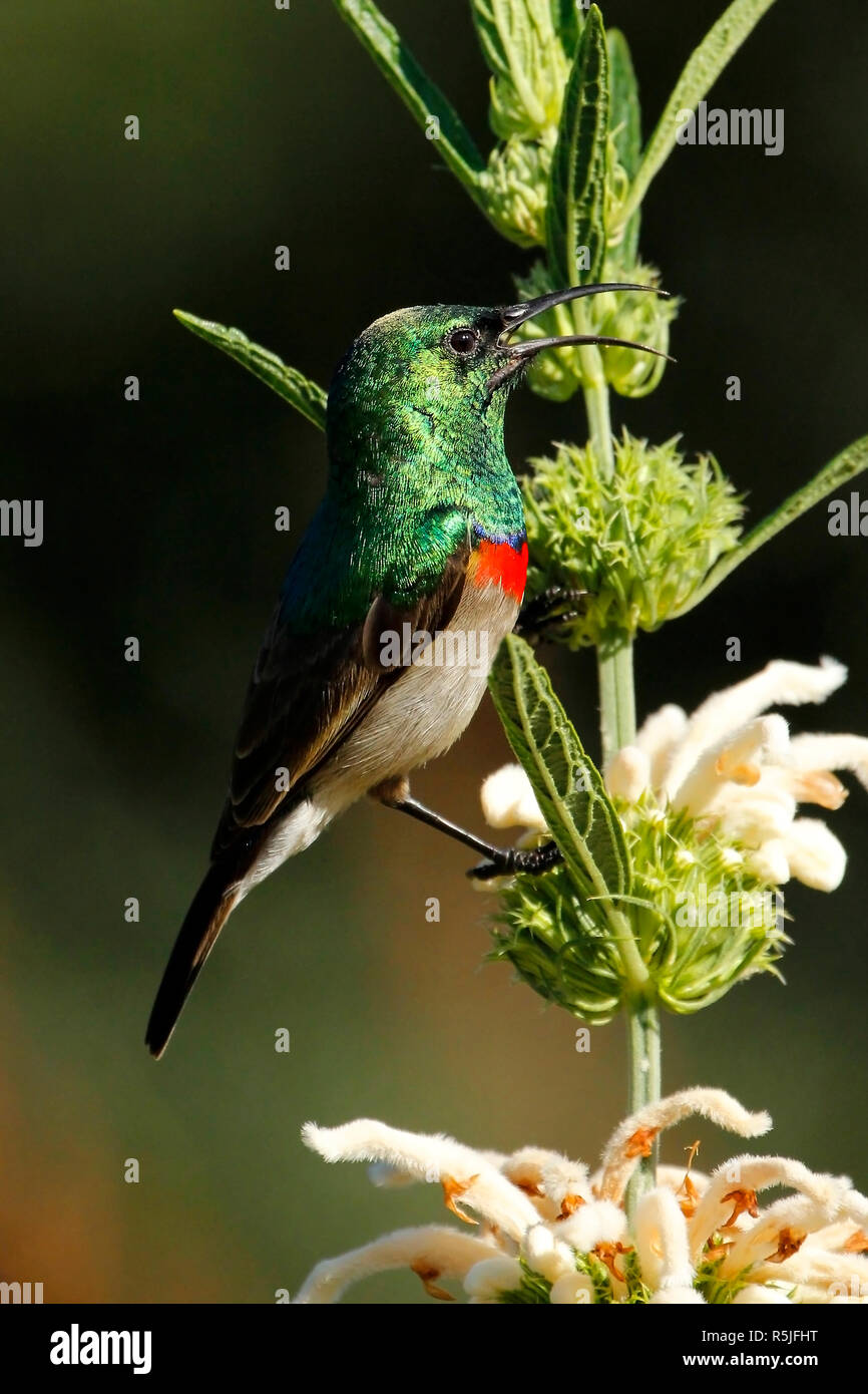 E splendidamente colorata sunbird il canto di un compagno in una Città del Capo giardino. Foto Stock