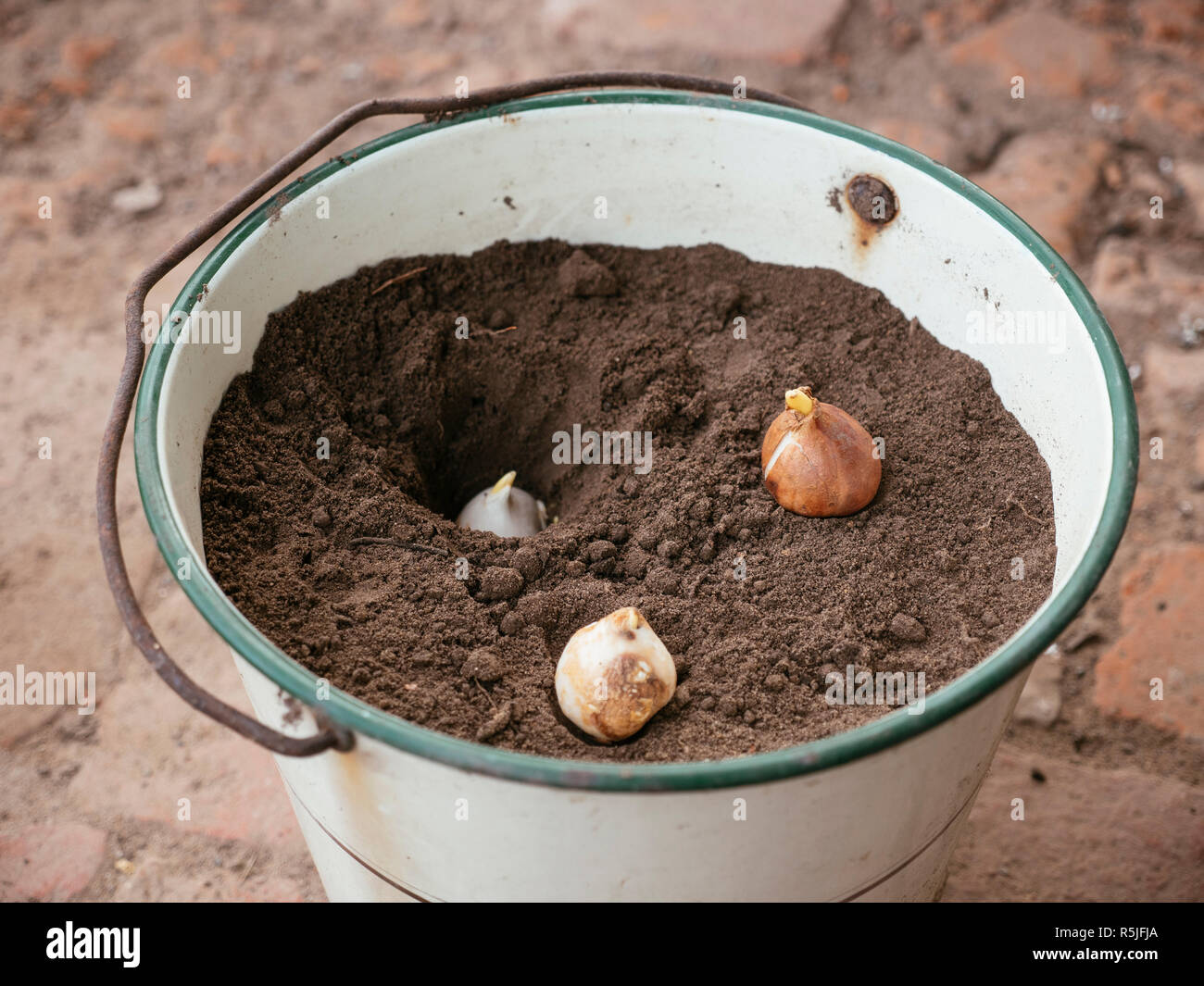 Tre i tulipani piantati in un vecchio secchio di metallo. Foto Stock