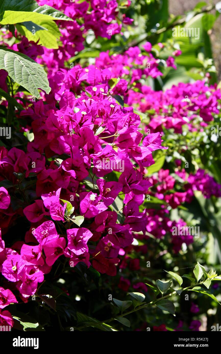 Rosa luminoso bougainvillaea fiori sotto il sole in un giardino Foto Stock