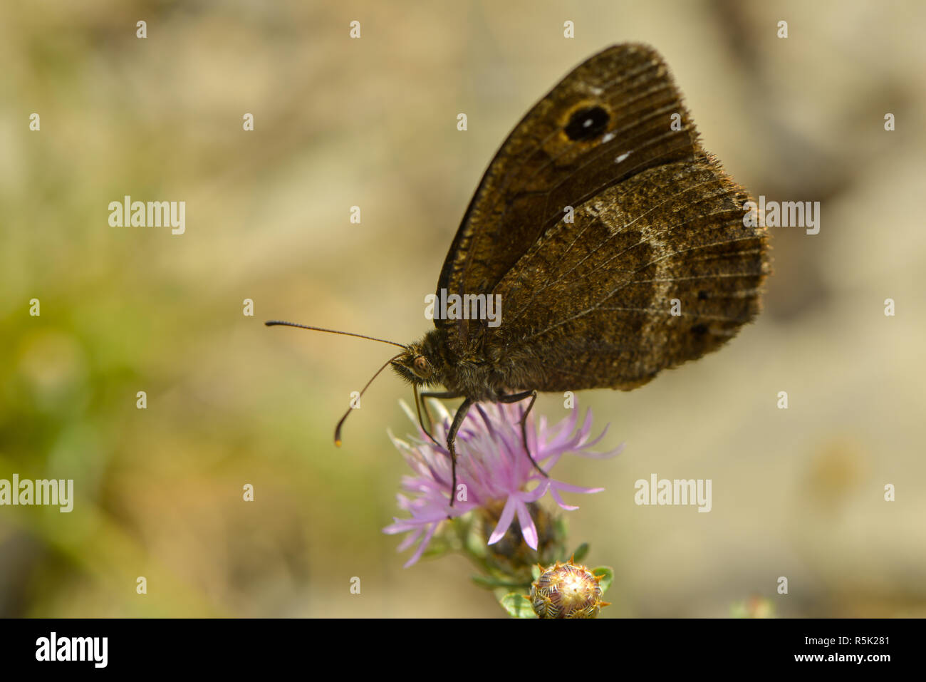 Blue-eyed forest porter su un i fiori di lavanda Foto Stock