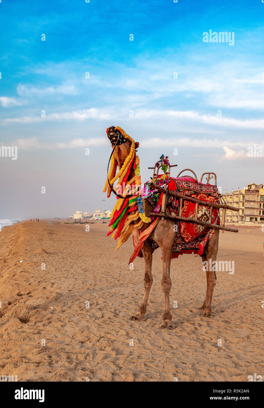 Un domestico decorate di cammello, in piedi sul Puri mare spiaggia. A dorso di cammello sulla spiaggia è una popolare attività turistica a Puri. Orissa. Foto Stock