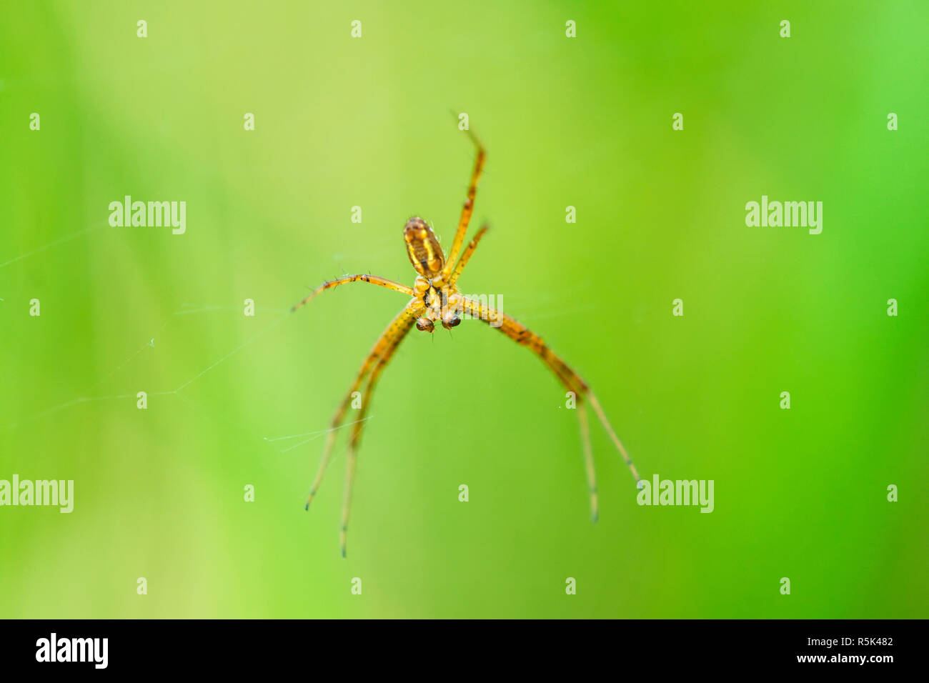 Zebra spider,argiope bruennichii,maschio nel web Foto Stock