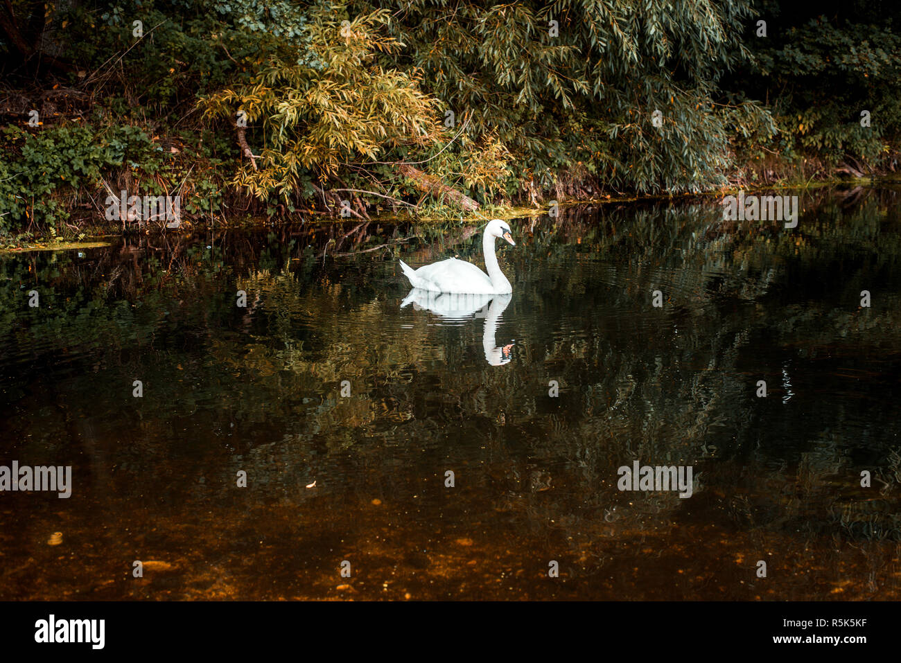 White Swan solitario Foto Stock