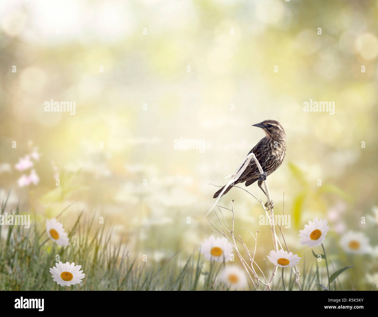 Brown bird si appollaia in un prato Foto Stock