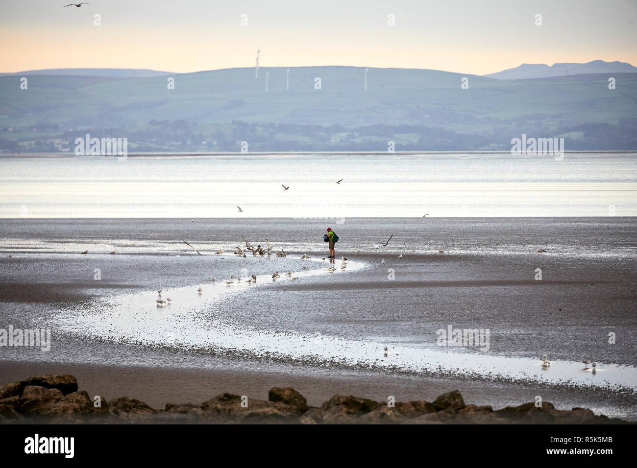 Morecambe Bay è un grande estuario in Lancashire, un uomo alimenta il wildlife bird Gabbiani sulla spiaggia nel centro del paese Foto Stock