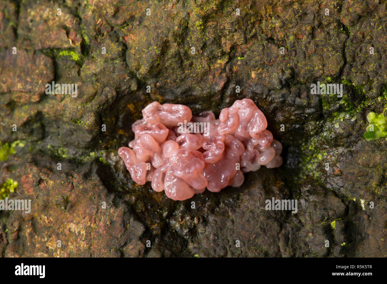 Viola jellydisc fungo, Ascocoryne sarcoides, che cresce su un albero caduto nei boschi nel nord Inghilterra Dorset Regno Unito GB Foto Stock