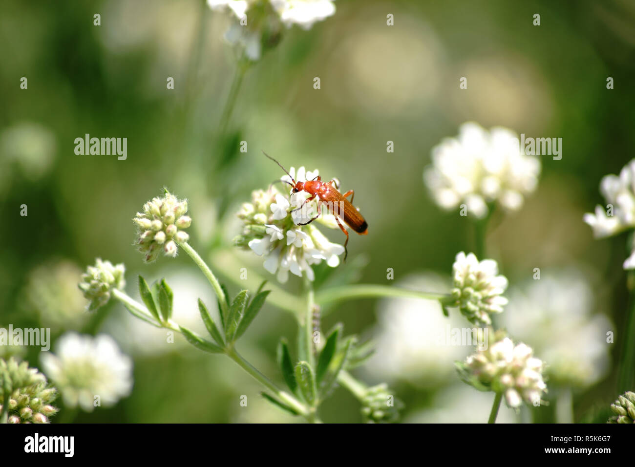 Red soft beetle sul trifoglio di cottura Foto Stock