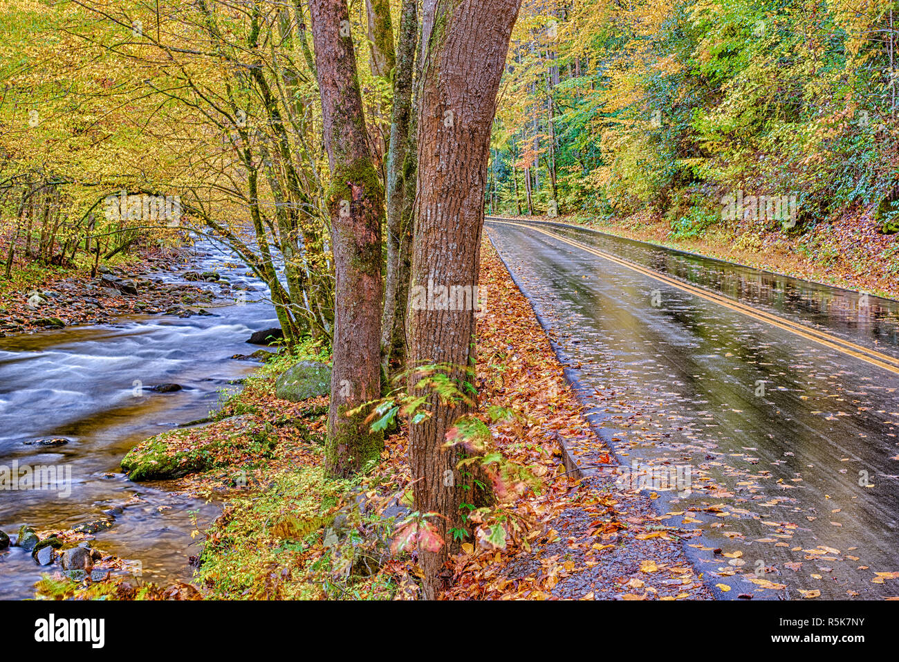 Inquadratura orizzontale del piccolo fiume con la strada che corre a fianco di esso in una piovosa giornata autunnale nelle Smoky Mountains. Foto Stock