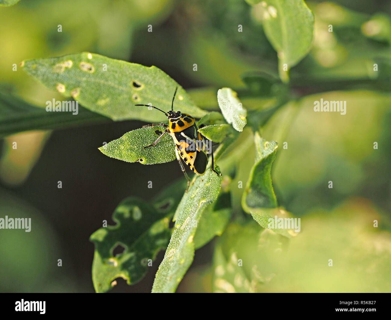 Pattern suggestivo di giallo arancio forma di ornati Shieldbug (Eurydema ornata) alimentazione sul fogliame verde in Toscana, Italia avverte di gusto sgradevole Foto Stock