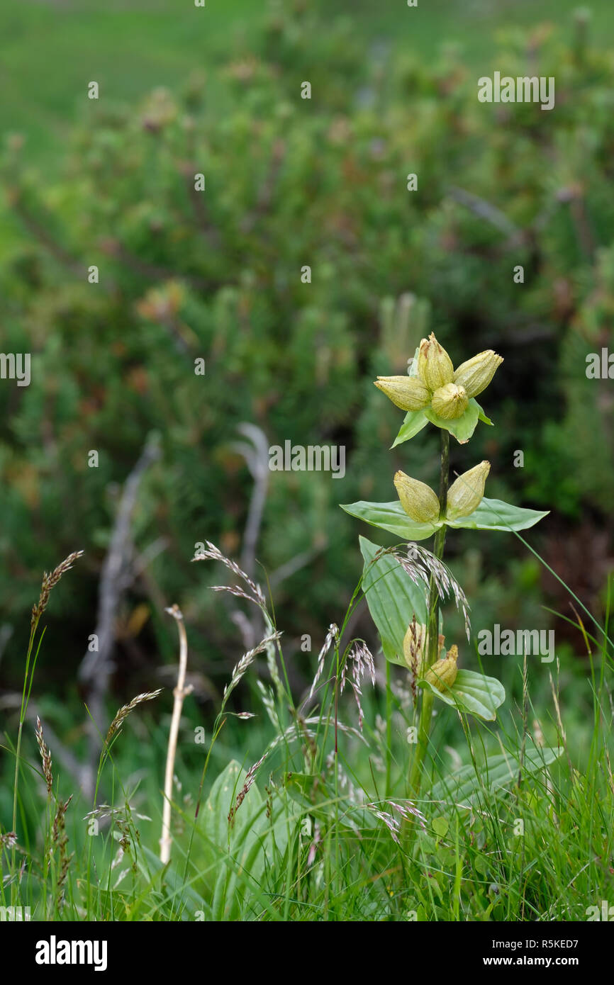 Fiore di genziana nelle montagne del allgÃ¤u Foto Stock