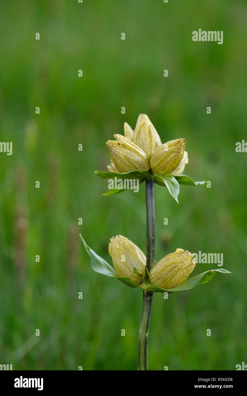 Primo piano della genziana con fiore Foto Stock