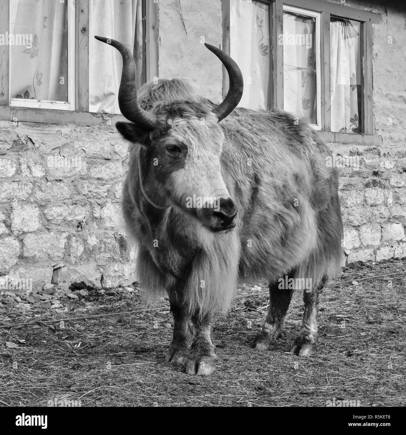 Yak in piedi di fronte a un piccolo hotel, in scena a Gokyo, Nepal. Foto Stock