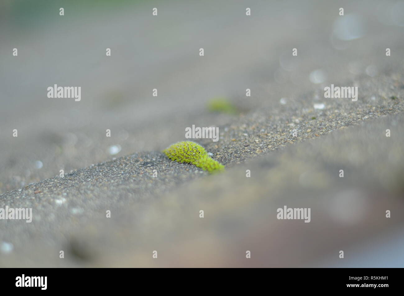 Il muschio verde sul tetto Foto Stock