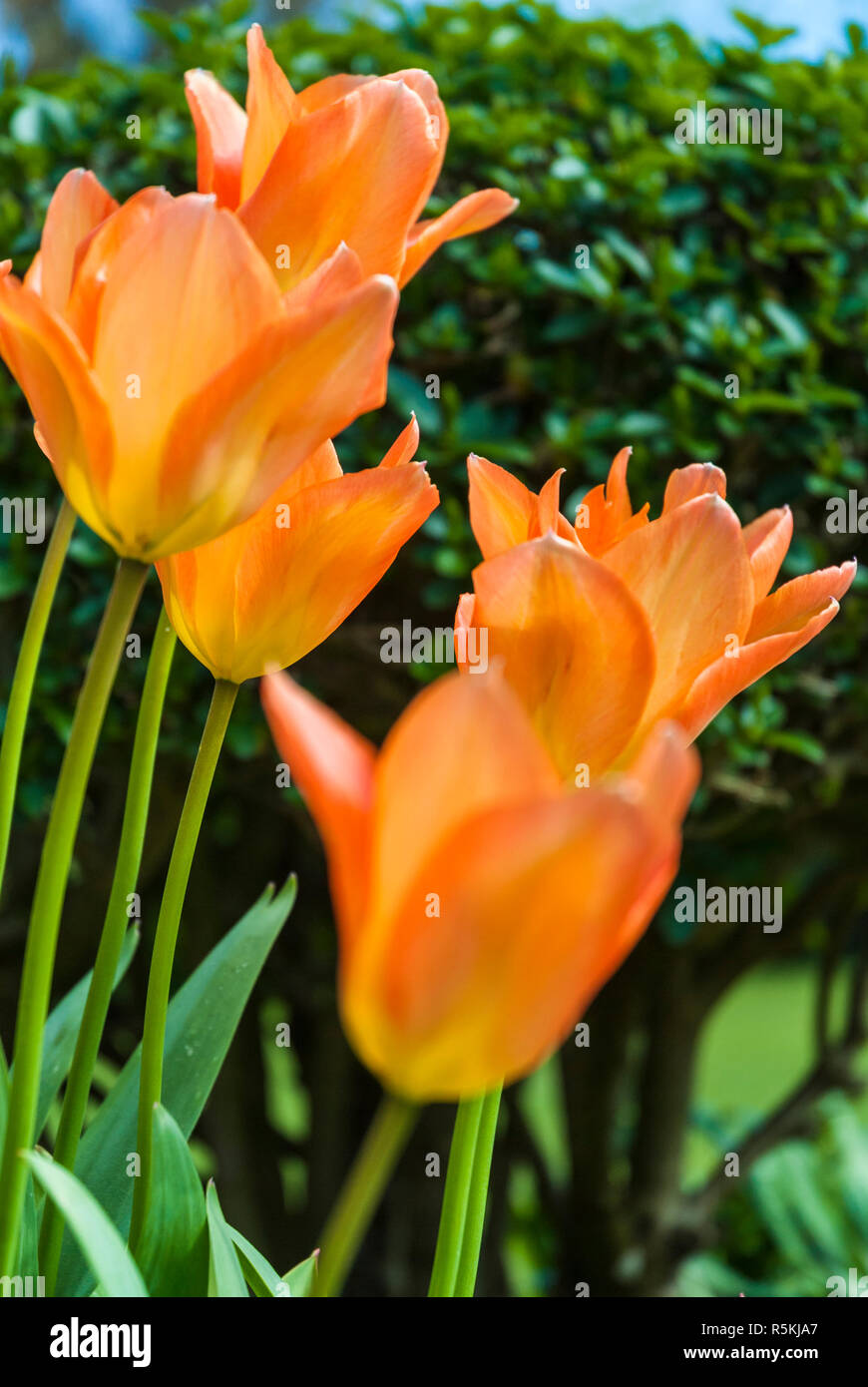 Tulipani arancione retroilluminati da sole in un giardino inglese. Foto Stock