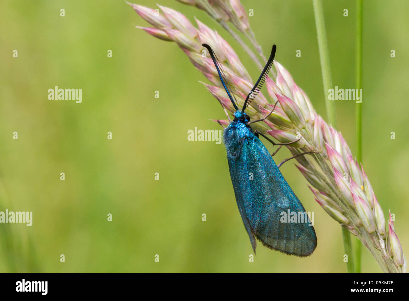 Dockyard ramadins verde (adscita statices) Foto Stock