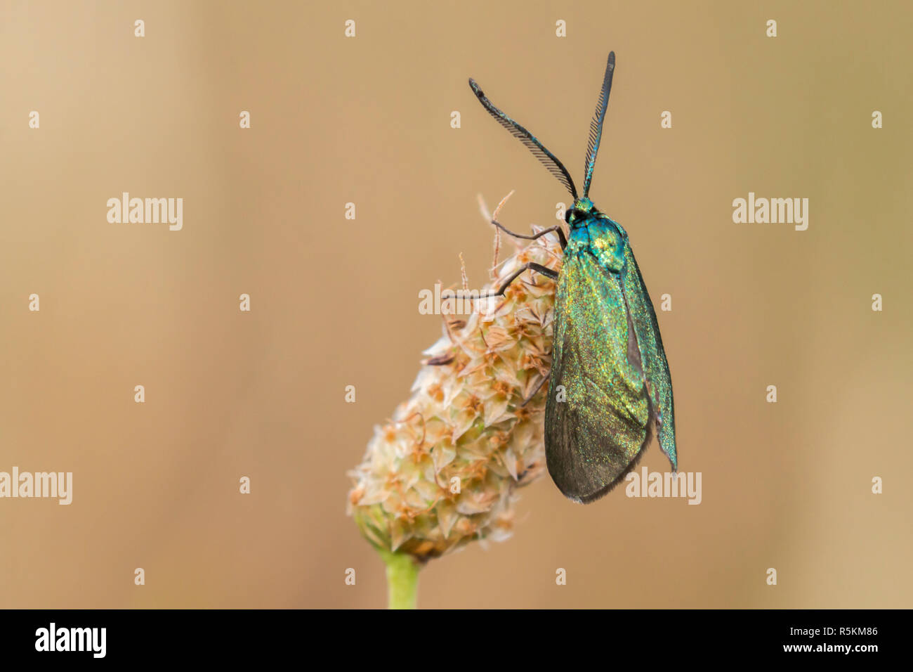 Dockyard ramadins verde (adscita statices) Foto Stock