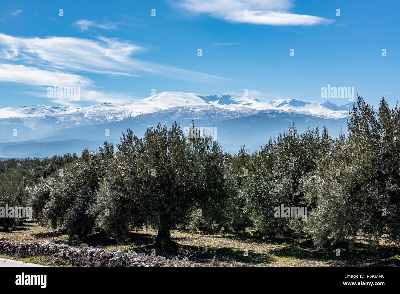 Cime della catena montuosa della Sierra Nevada in Andalusia, Spagna con lussureggianti uliveti in primo piano Foto Stock