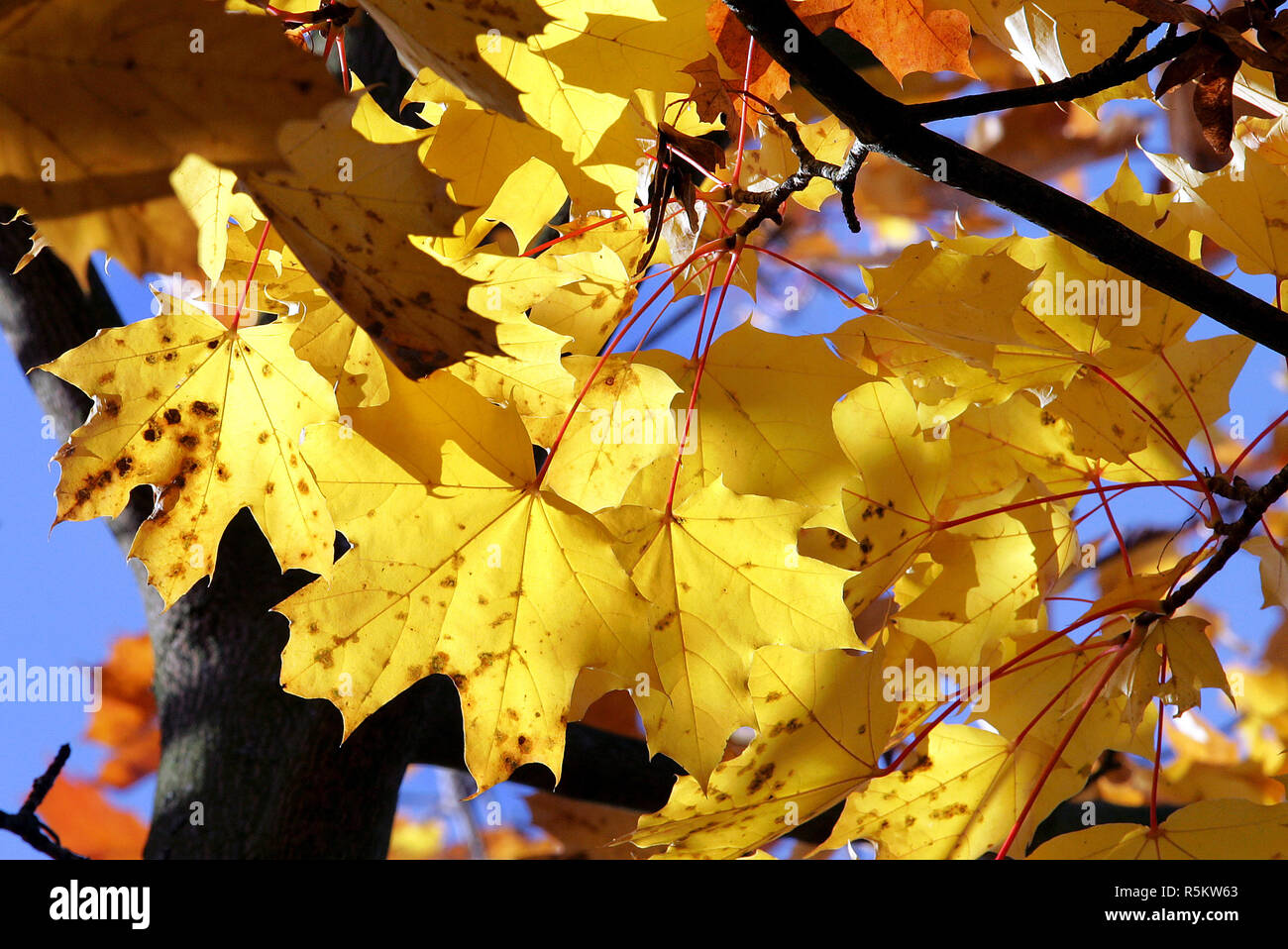 Foglie di acero in autunno Foto Stock