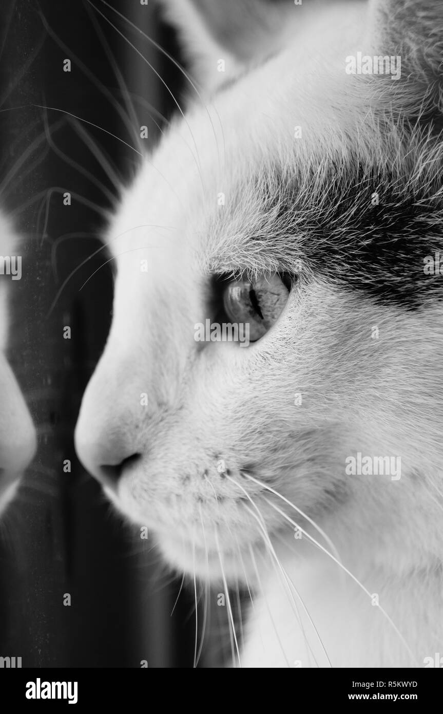 Gatto Bianco guarda fuori dalla finestra Foto Stock