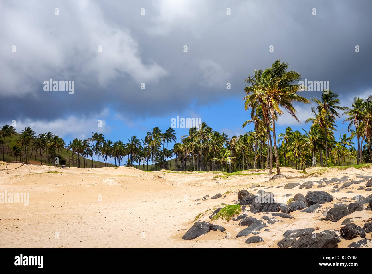 Palme sulla spiaggia di Anakena, isola di pasqua Foto Stock