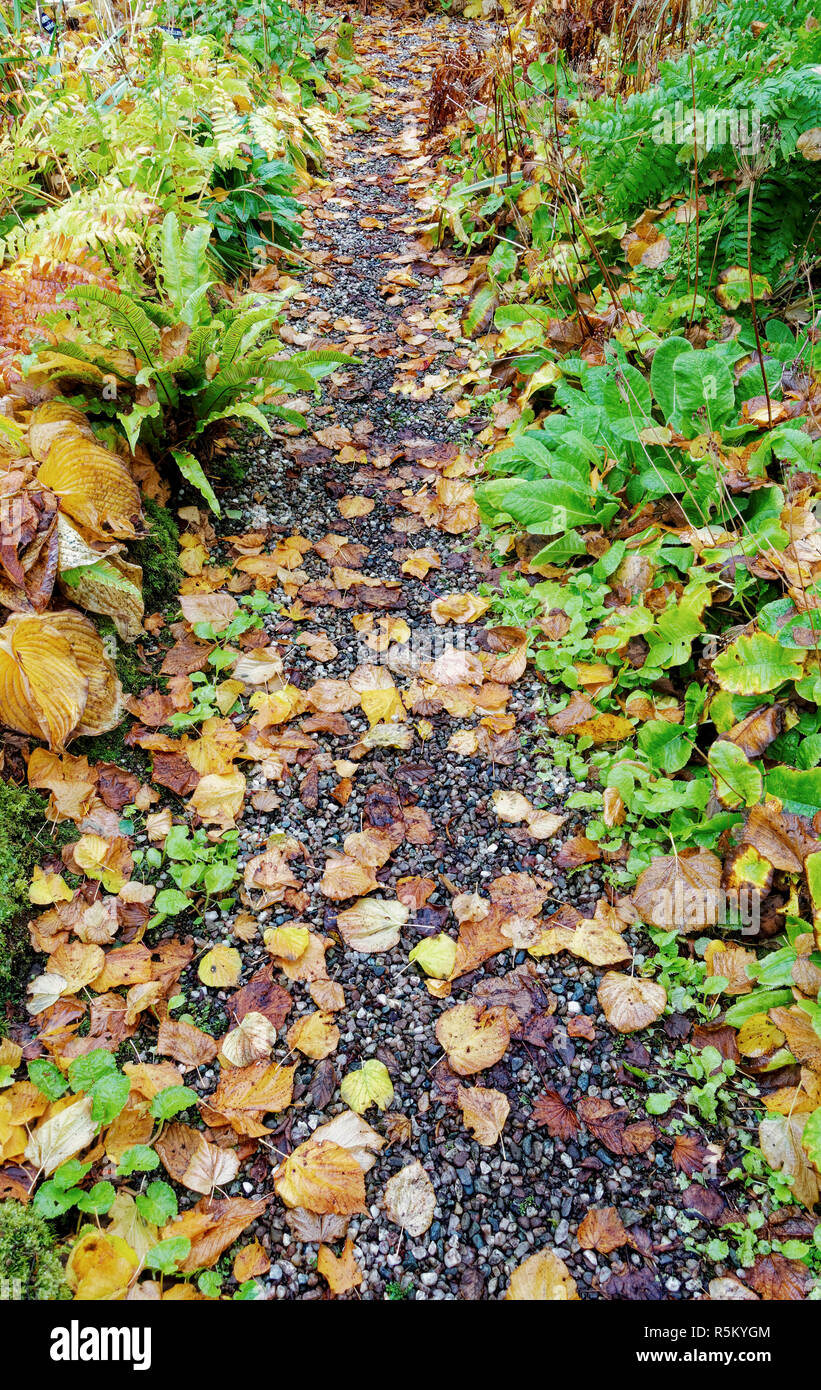 Percorso nel giardino in autunno o cadono Foto Stock