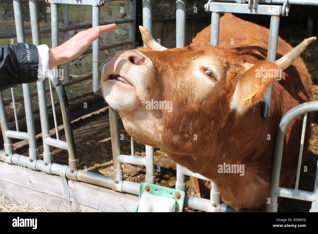 Le mucche o i bovini nella stalla. L' agriturismo è classificato come Bio in Germania. Foto Stock
