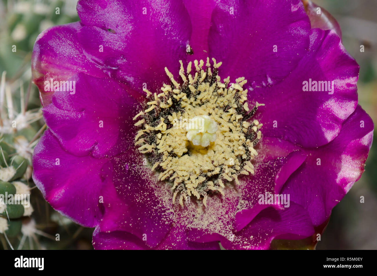 Tree Cholla, Opuntia imbricata, blossom Foto Stock