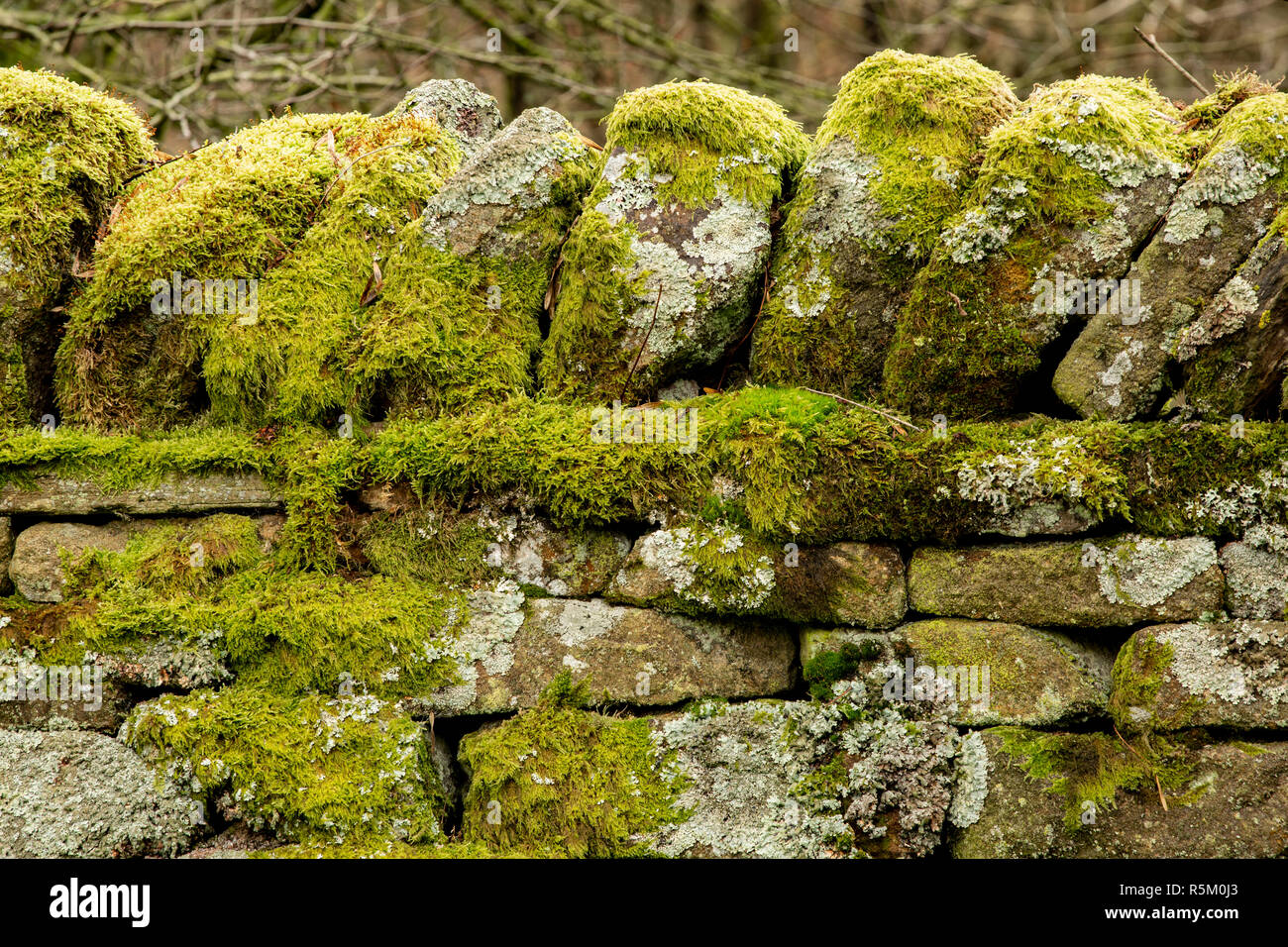 Scuro rovine gotiche e scenario di Hollinshead Hall, Tockholes vicino a Darwen, Lancashire dotato di coperte di muschio secco muro di pietra. Foto Stock