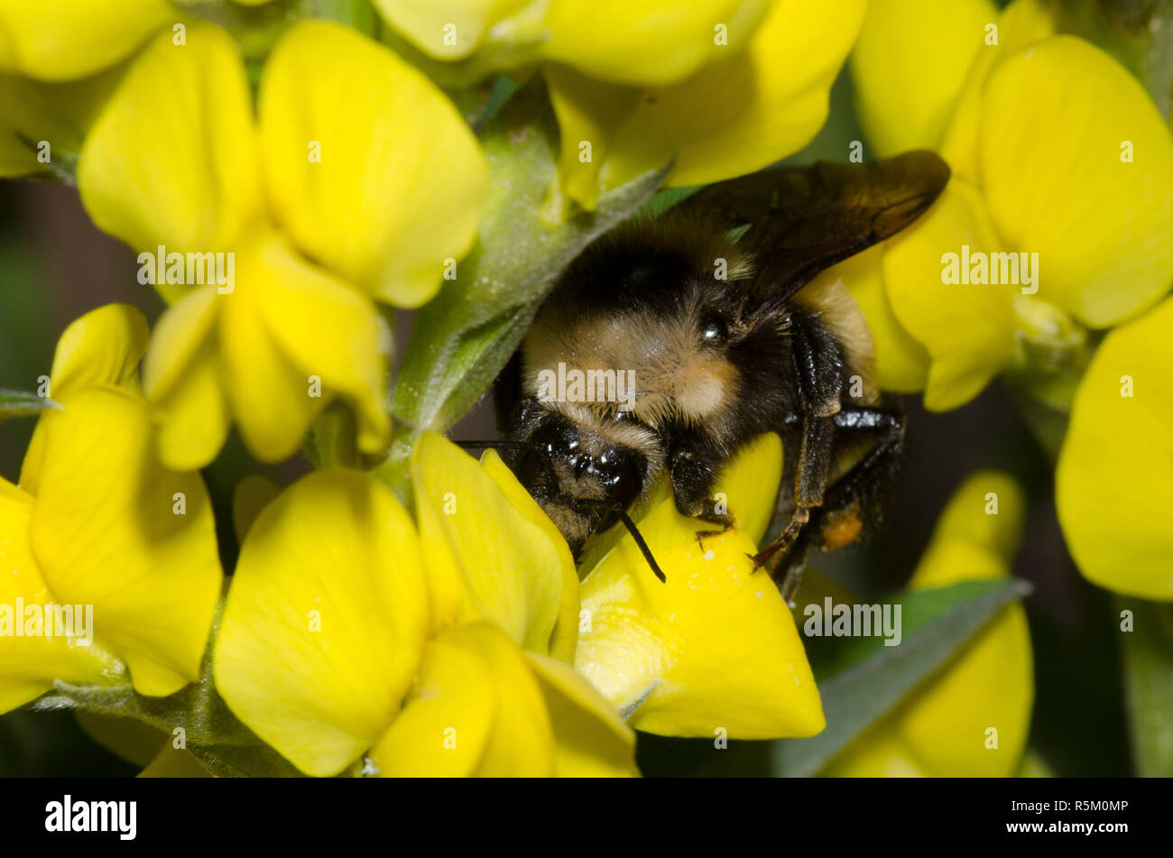 Mountain Bumble Bee, Bombus appositus, su prairie thermopsis, Thermopsis rhombifolia Foto Stock