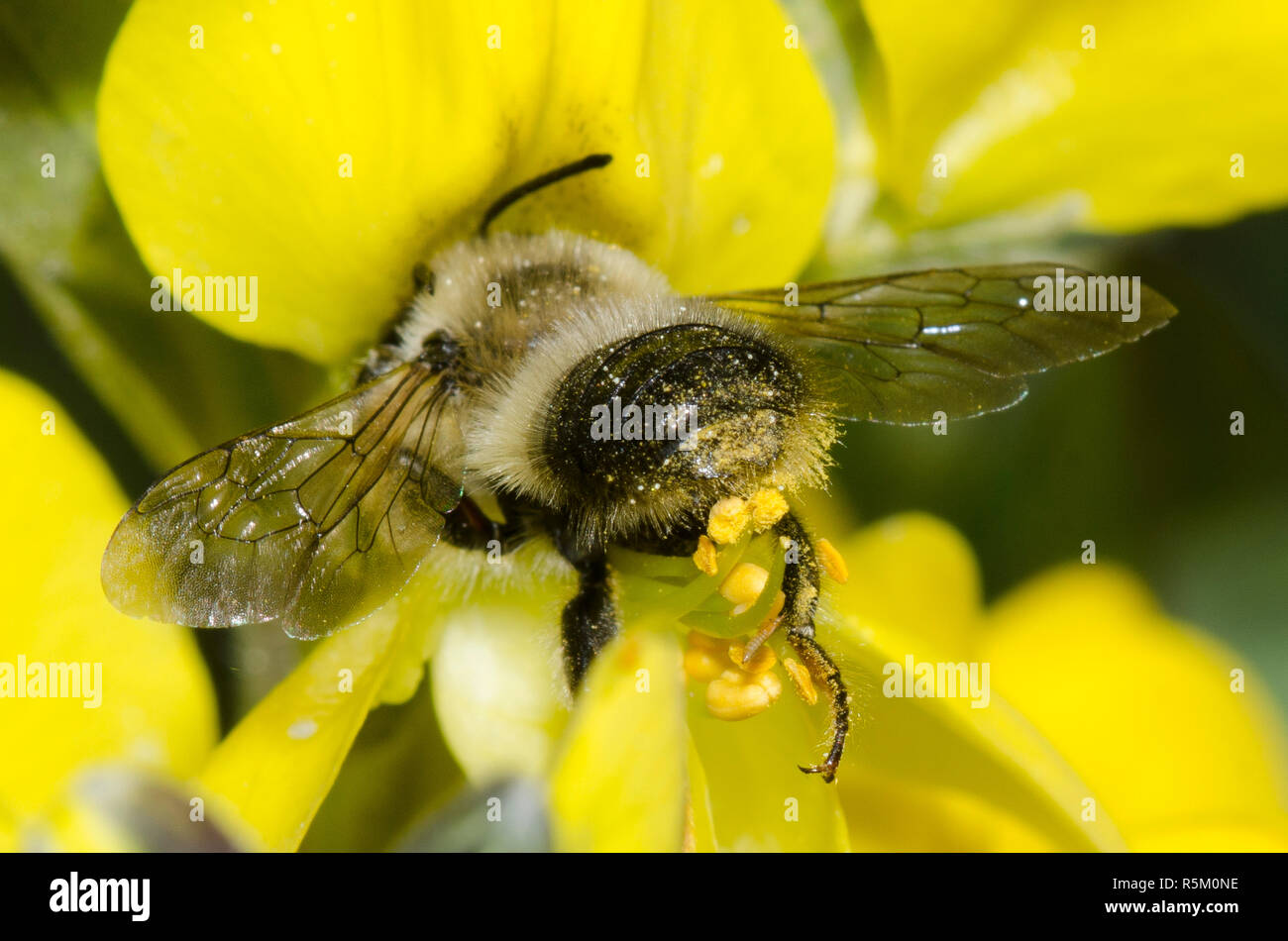 Nero-e-foglia grigio-Cutter Bee, Megachile melanophaea raschiando il polline sull addome da prairie thermopsis, Thermopsis rhombifolia Foto Stock