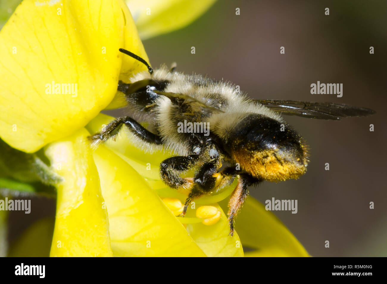 Nero-e-foglia grigio-Cutter Bee, Megachile melanophaea raschiando il polline sull addome da prairie thermopsis, Thermopsis rhombifolia Foto Stock