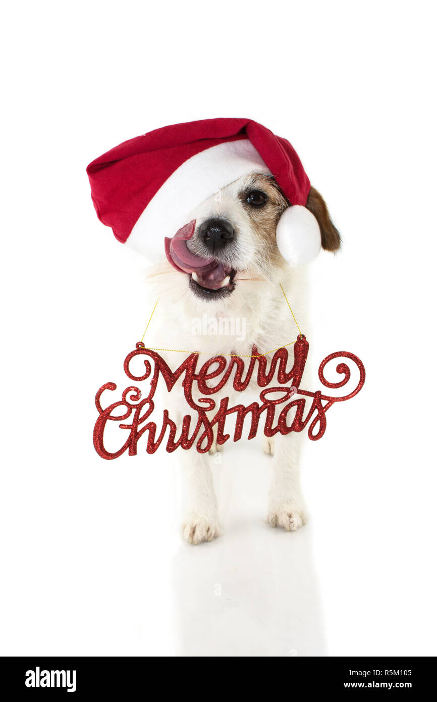 Natale ritratto di cane. FUNNY Jack Russell cucciolo rosso da indossare Berretto di Babbo Natale e un BUON NATALE segno. Guardando la fotocamera facendo una faccia leccare con Foto Stock