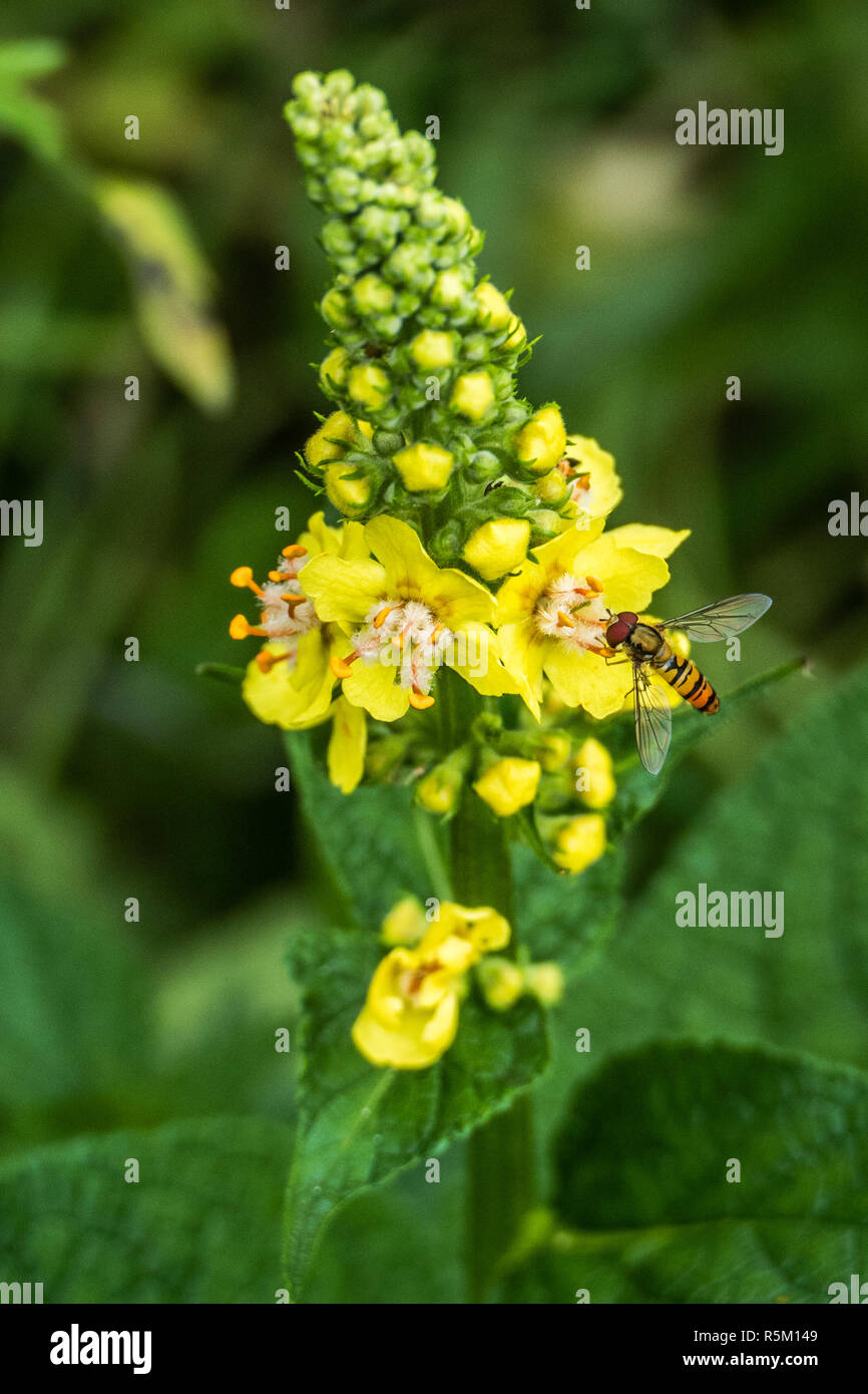 Hoverfly di colore giallo e con strisce nere sul fiori gialli di grande Mullein. Bijlmerweide, a sud-est di Amsterdam, Paesi Bassi. Foto Stock