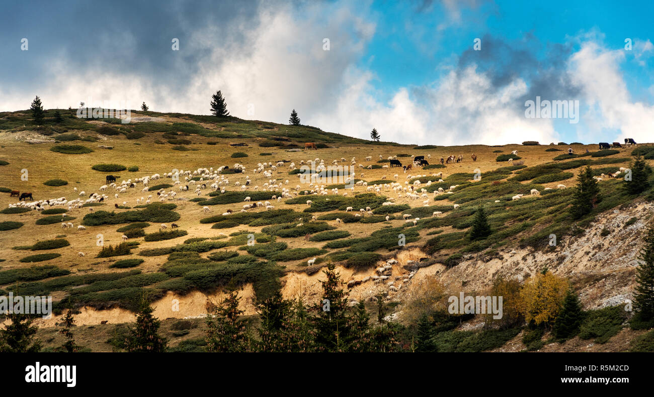 Montagne di Sar, Sar Planina, Macedonia - Misti allevamento di ovini e bovini di pascolare su sotto il cielo nuvoloso Foto Stock
